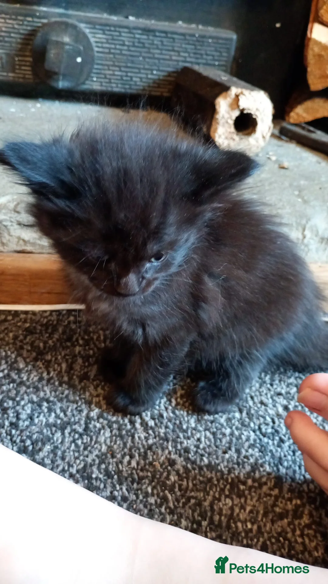 Maine Coon cats for sale: Only 1 little boy left Maine coon X kitten  - Advert 8