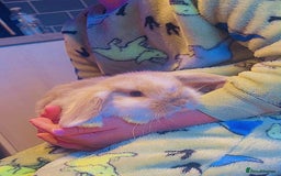 Mini Lop rabbits for sale: Mini lop baby rabbits  - Image 3