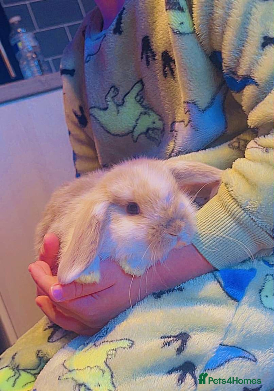 Mini Lop rabbits for sale: Mini lop baby rabbits  - Image 3