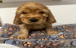 Cocker Spaniel dogs for sale: English Show Cocker Spaniel litter Waiting list  - Image 3