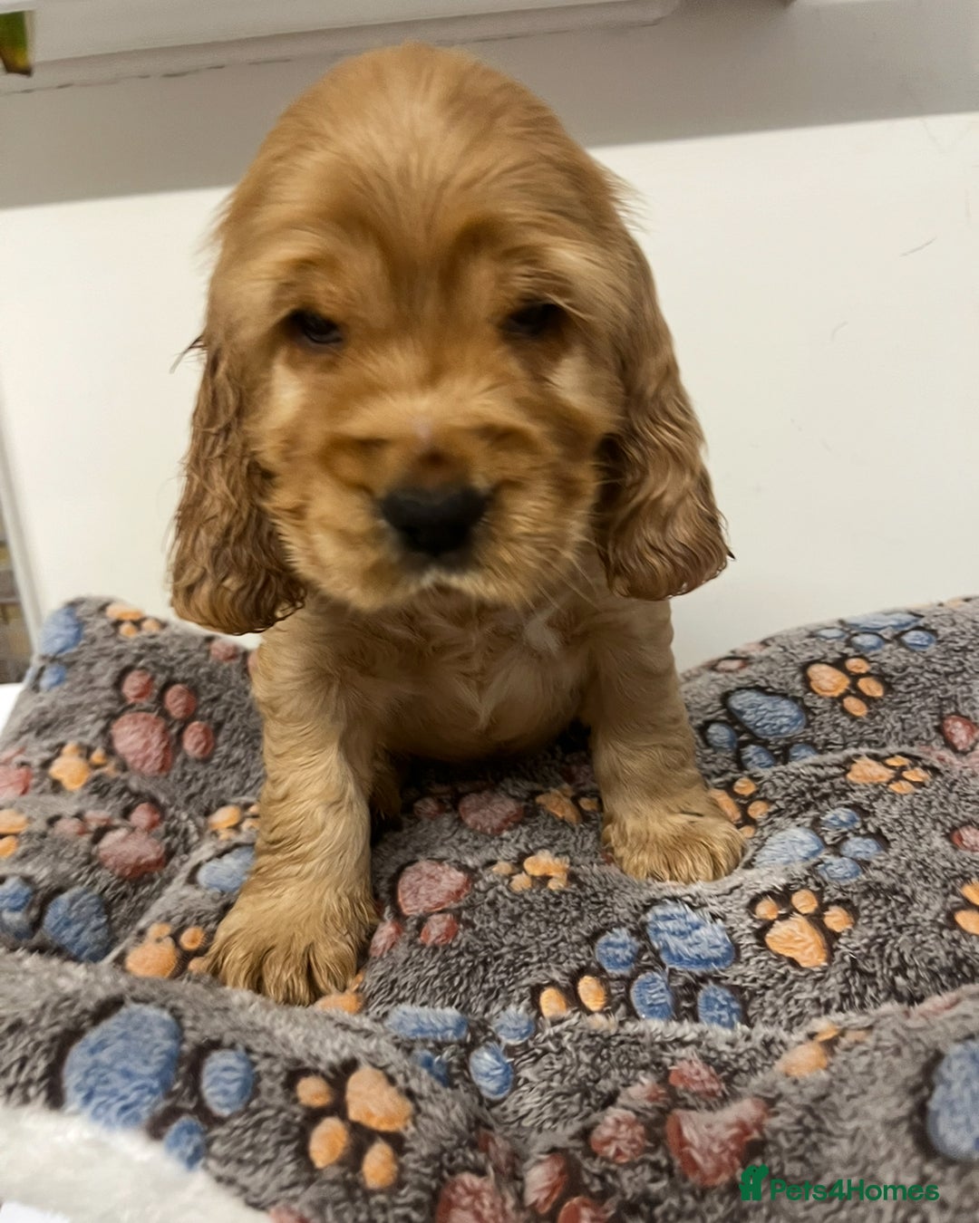 Cocker Spaniel dogs for sale: English Show Cocker Spaniel litter Waiting list  - Image 3