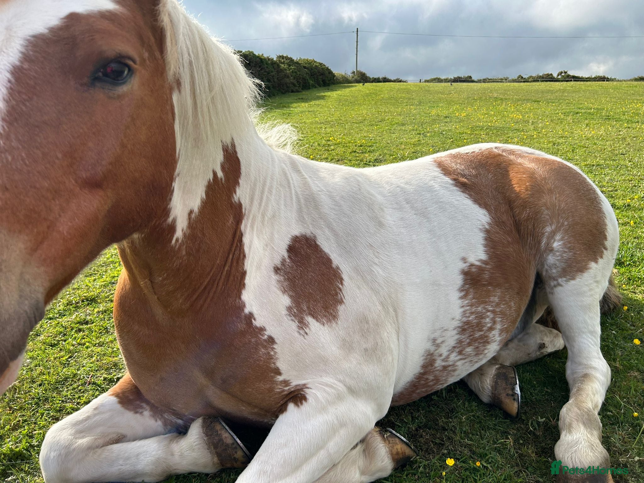 Other Breed horses Skewbald gelding  - Advert 1