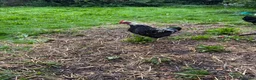 Chickens poultry for sale: 2 cockerels for sale - Advert 1