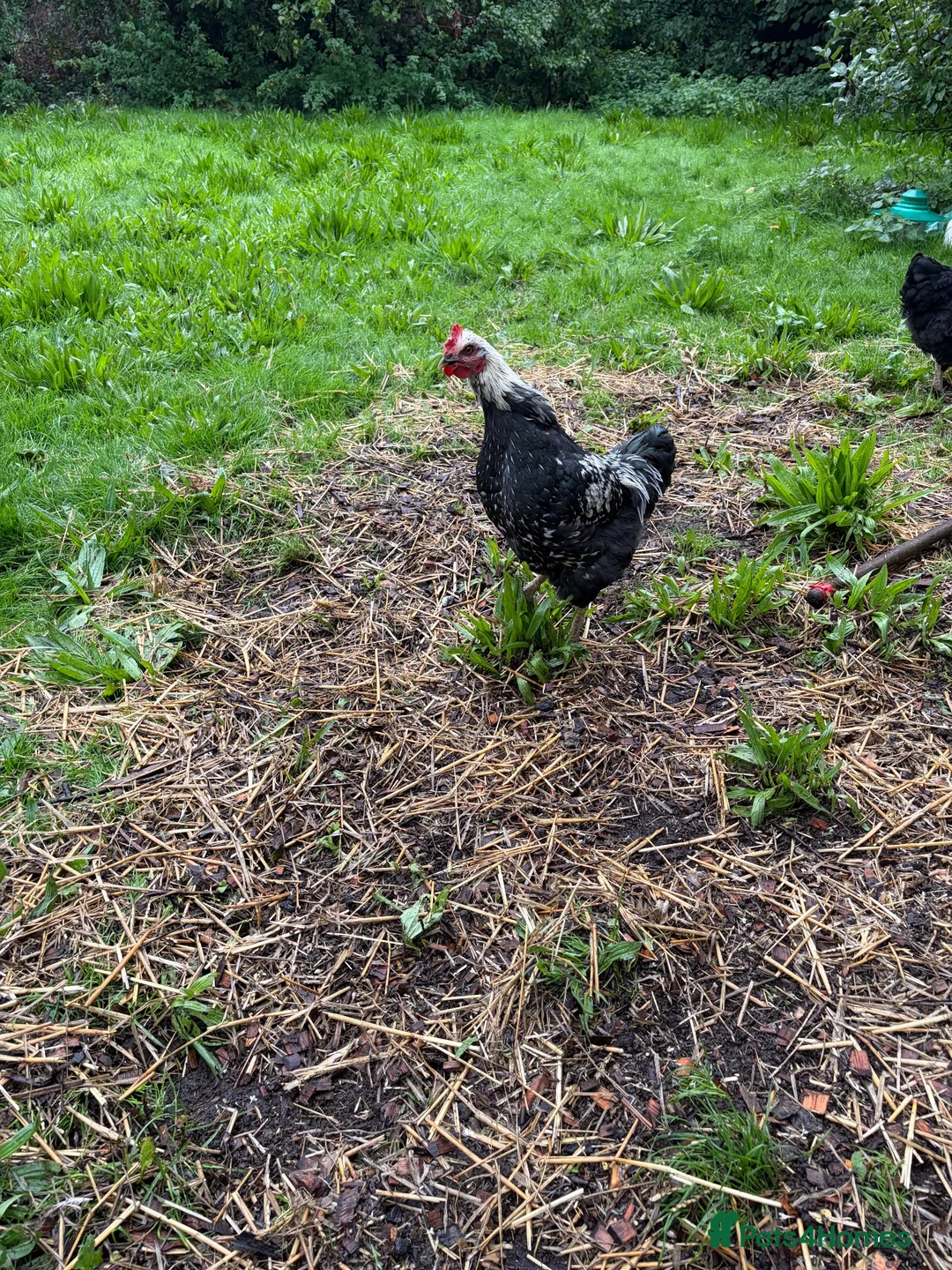 Chickens poultry for sale: 2 cockerels for sale - Advert 1
