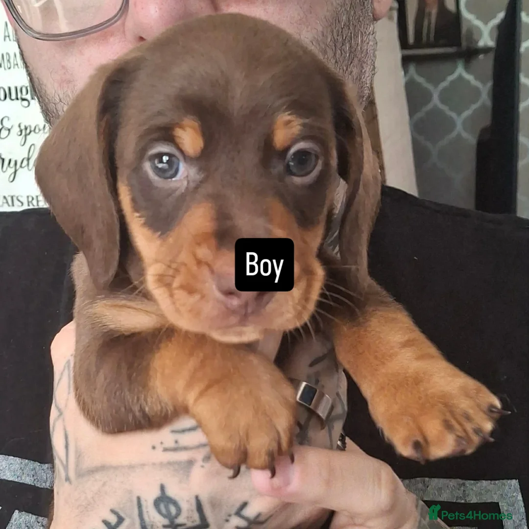 Dachshund dogs for sale: 2 Beautiful Dachshunds  - Advert 2