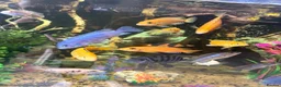 Cichlids fish for sale: Baby chichlids in Wellingborough - Advert 2