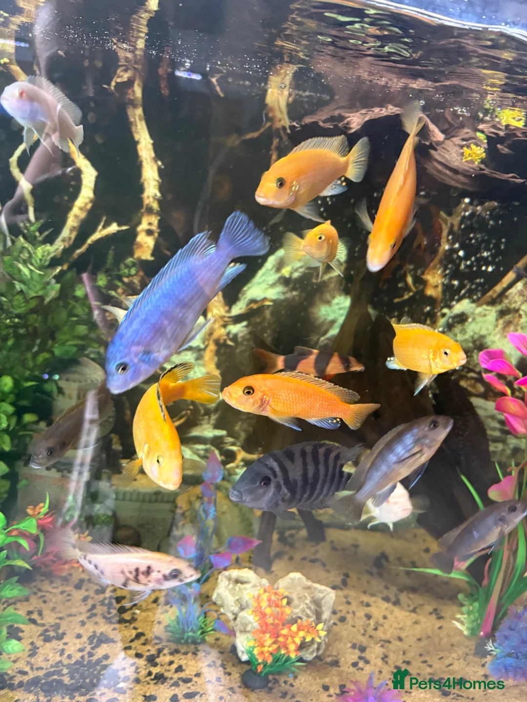 Cichlids fish for sale: Baby chichlids in Wellingborough - Advert 2