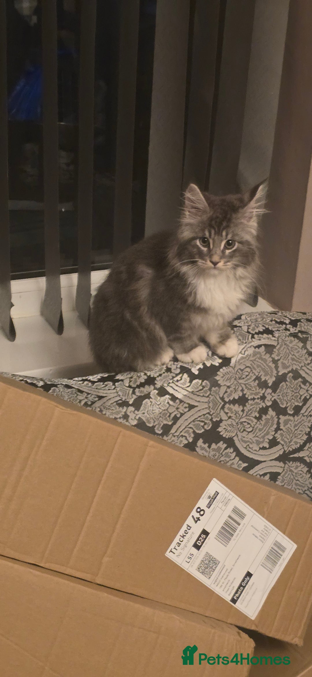 Maine Coon cats for sale: Giant maine coon kittens for sale  - Advert 10