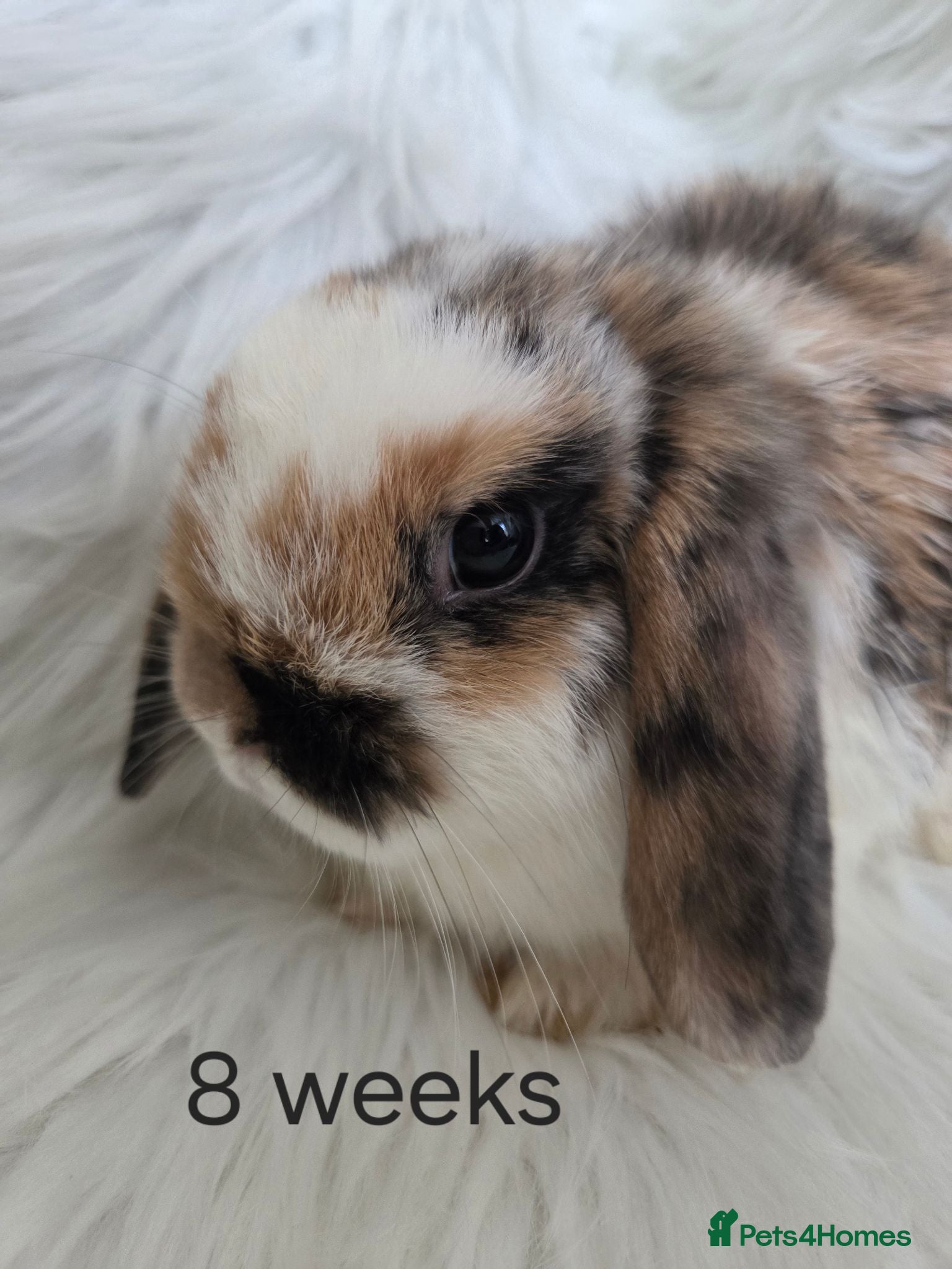 Mini Lop rabbits  Beautiful mini lops boy and girls available.  - Advert 2