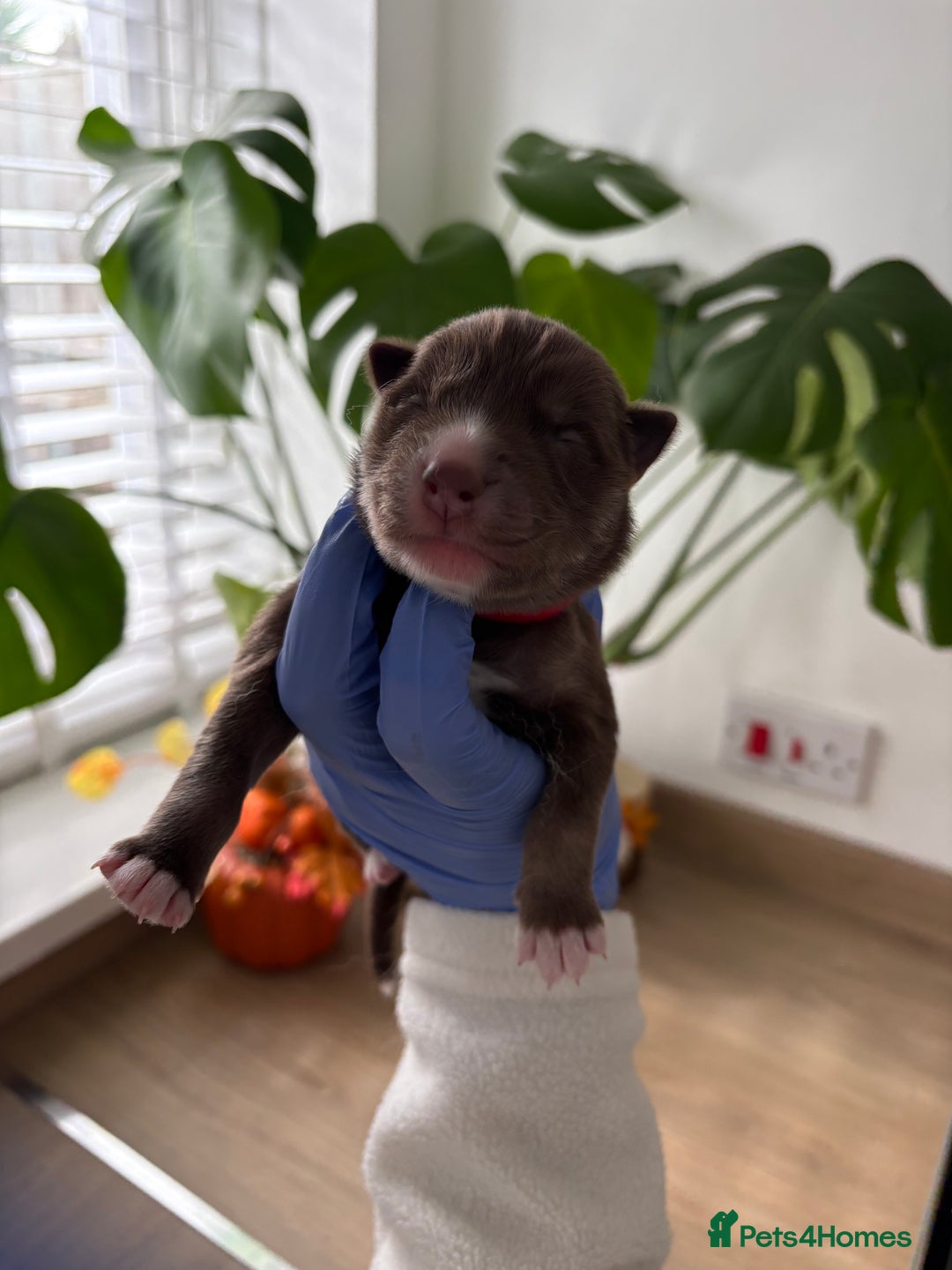 Siberian Husky dogs for sale: Pedigree Siberian Husky Puppies - Image 14
