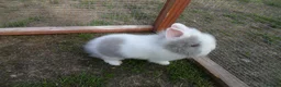 Lionhead rabbits for sale: BEAUTIFUL BABY LIONHEAD RABBITS WITH BLUE EYES - Advert 9