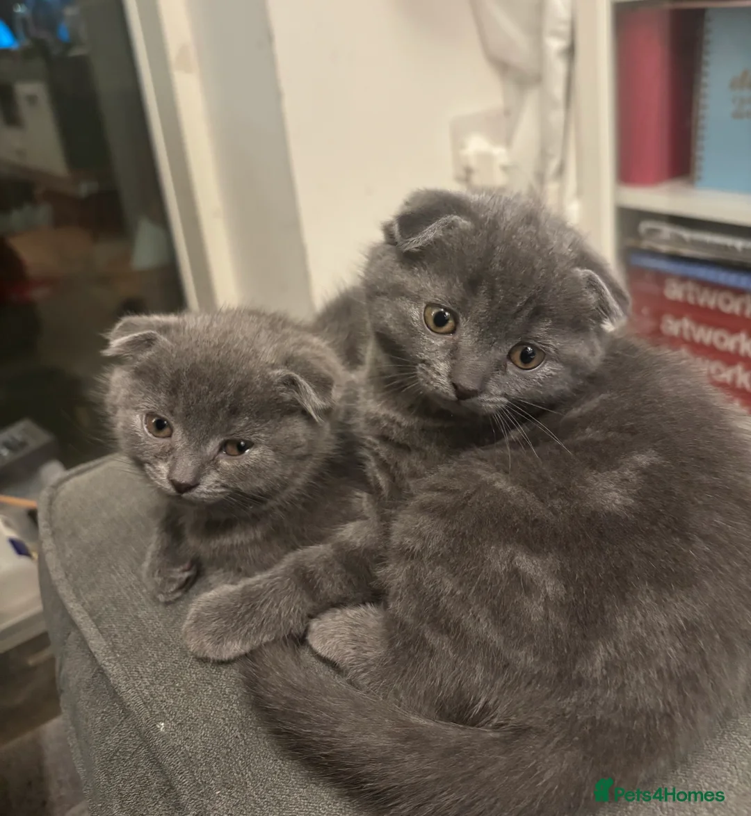 Scottish Fold cats for sale: Mother cat and Scottish fold kittens - Advert 2