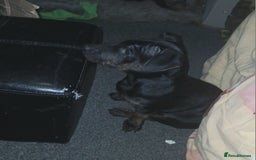 Mixed Breed dogs for sale: Staffyxjackrussell pups - Advert 4