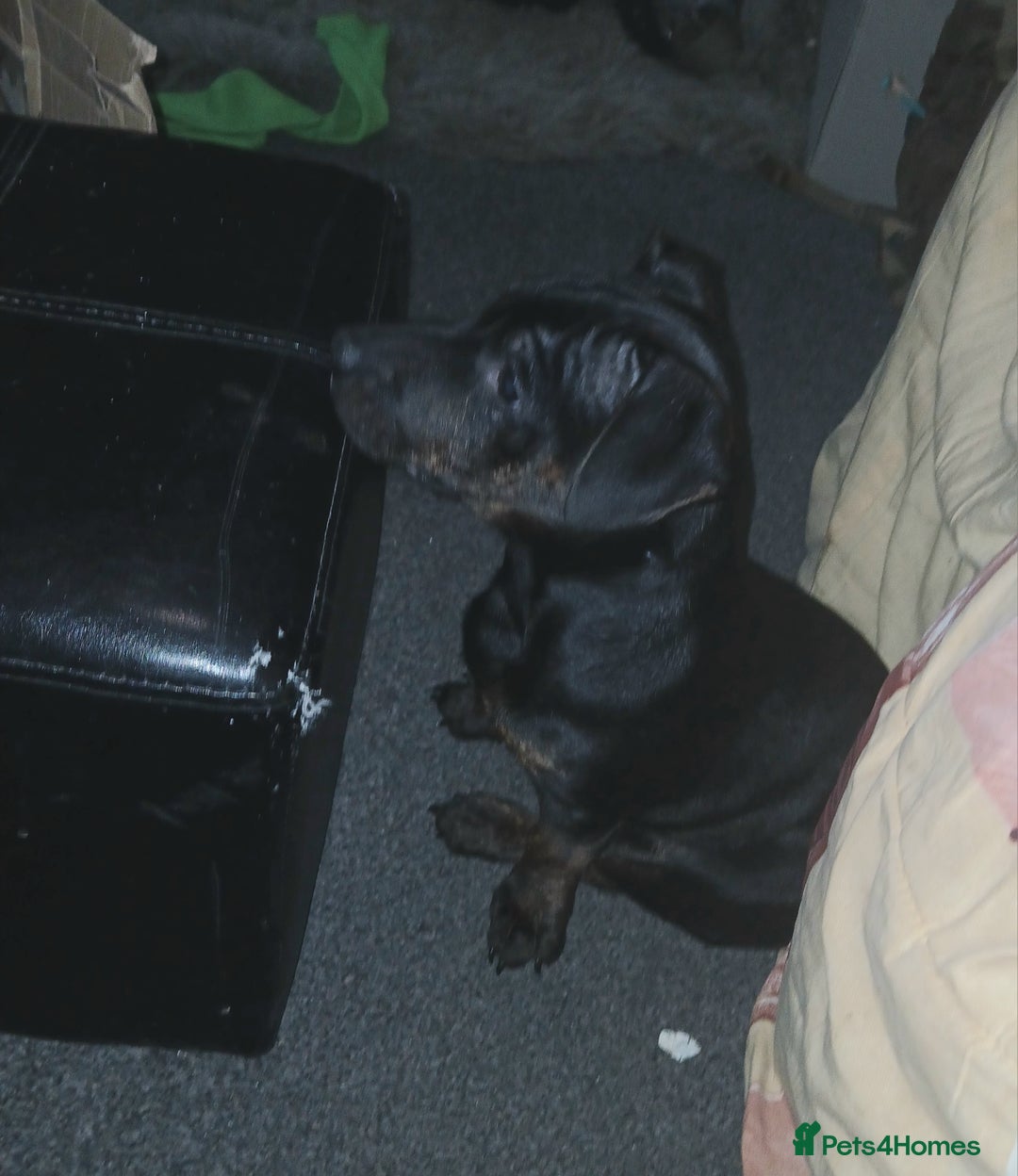 Mixed Breed dogs for sale: Staffyxjackrussell pups - Advert 4