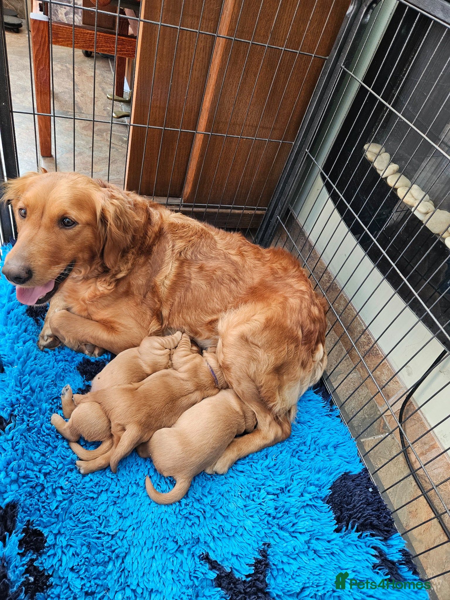 Golden Retriever dogs 5 star reg breeder parents health tested kc reg - Advert 1