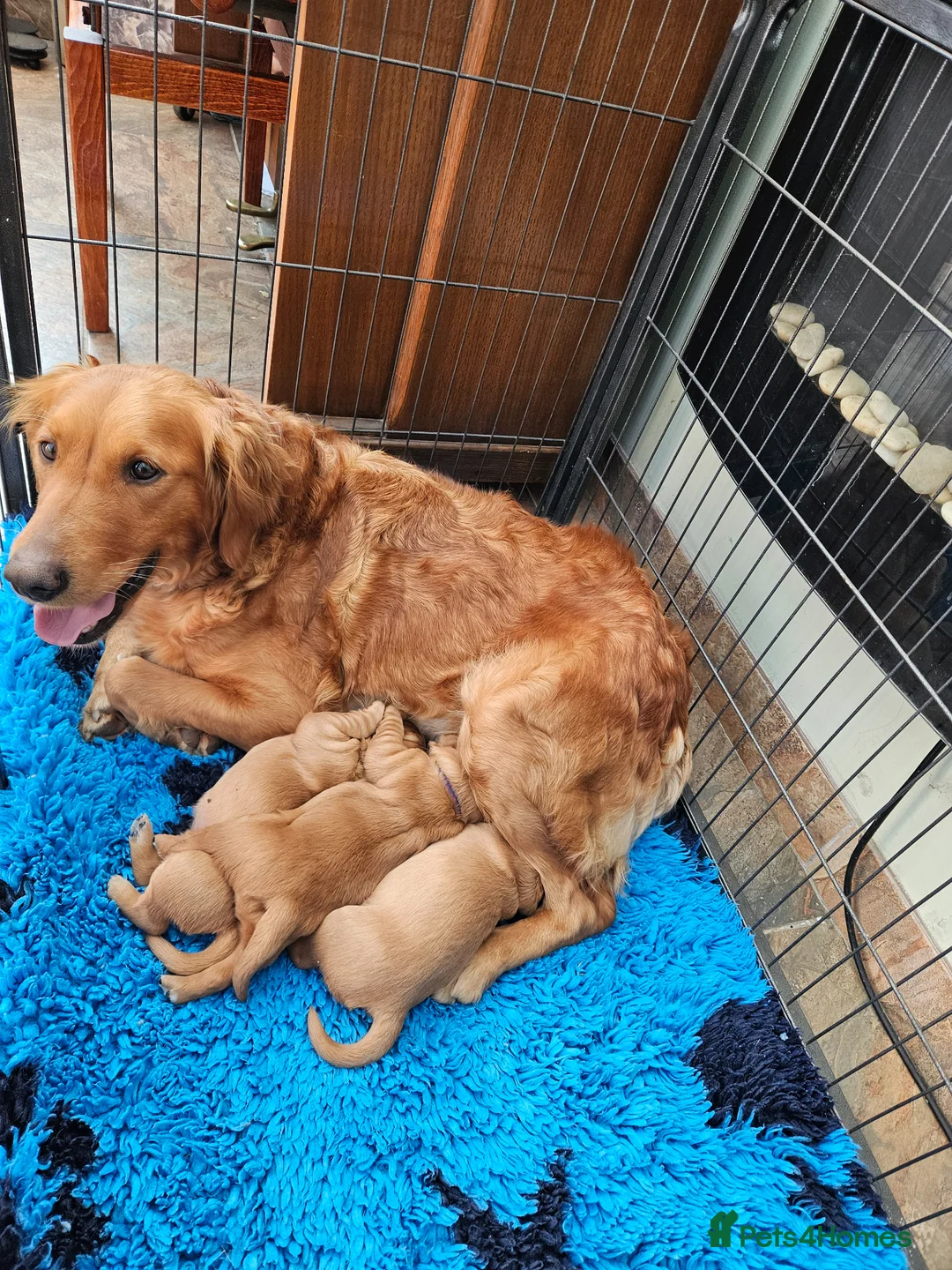 Golden Retriever dogs for sale: 5 star reg breeder parents health tested kc reg - Advert 2