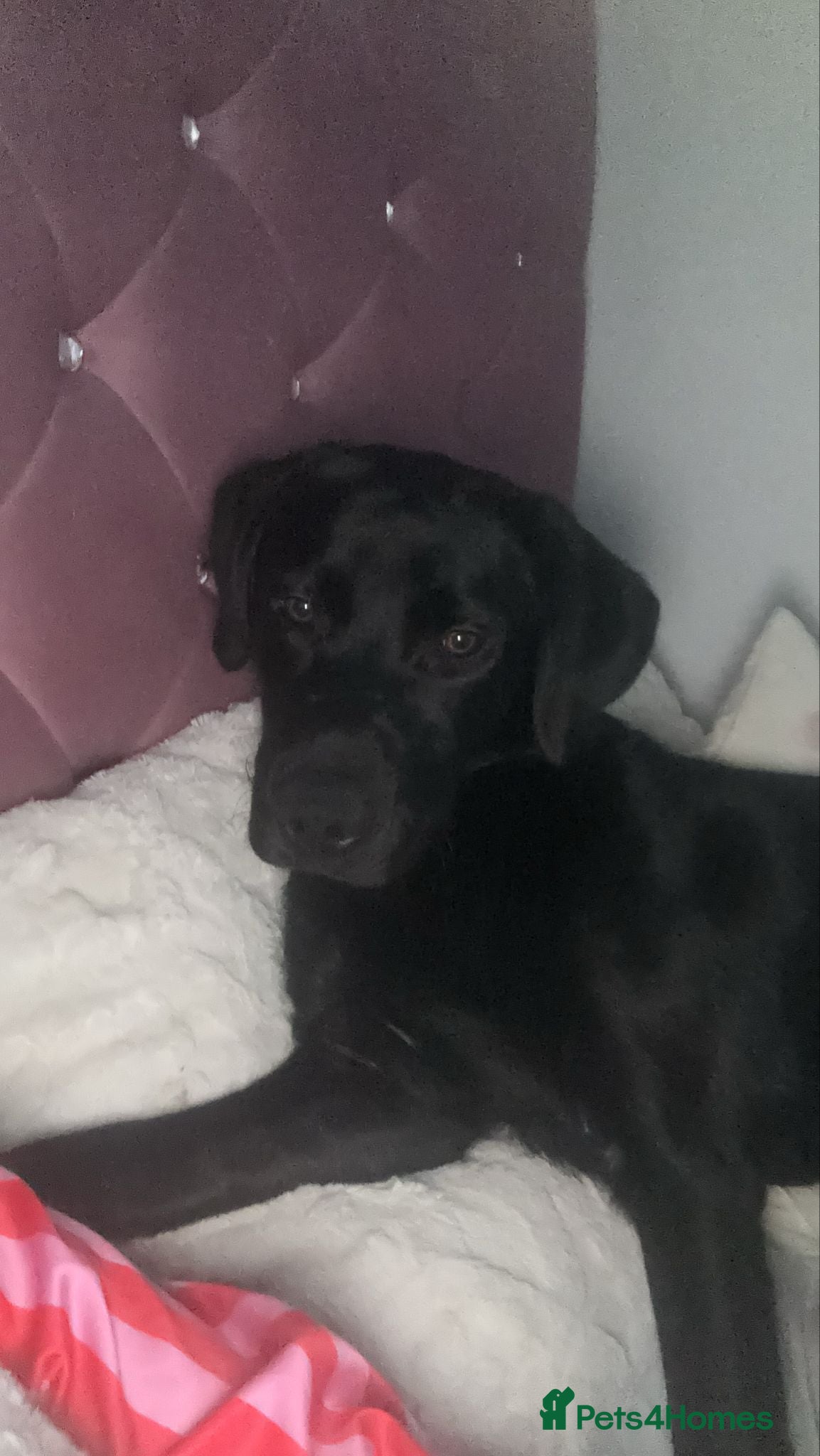 Labrador Retriever dogs Black labrador - Advert 2