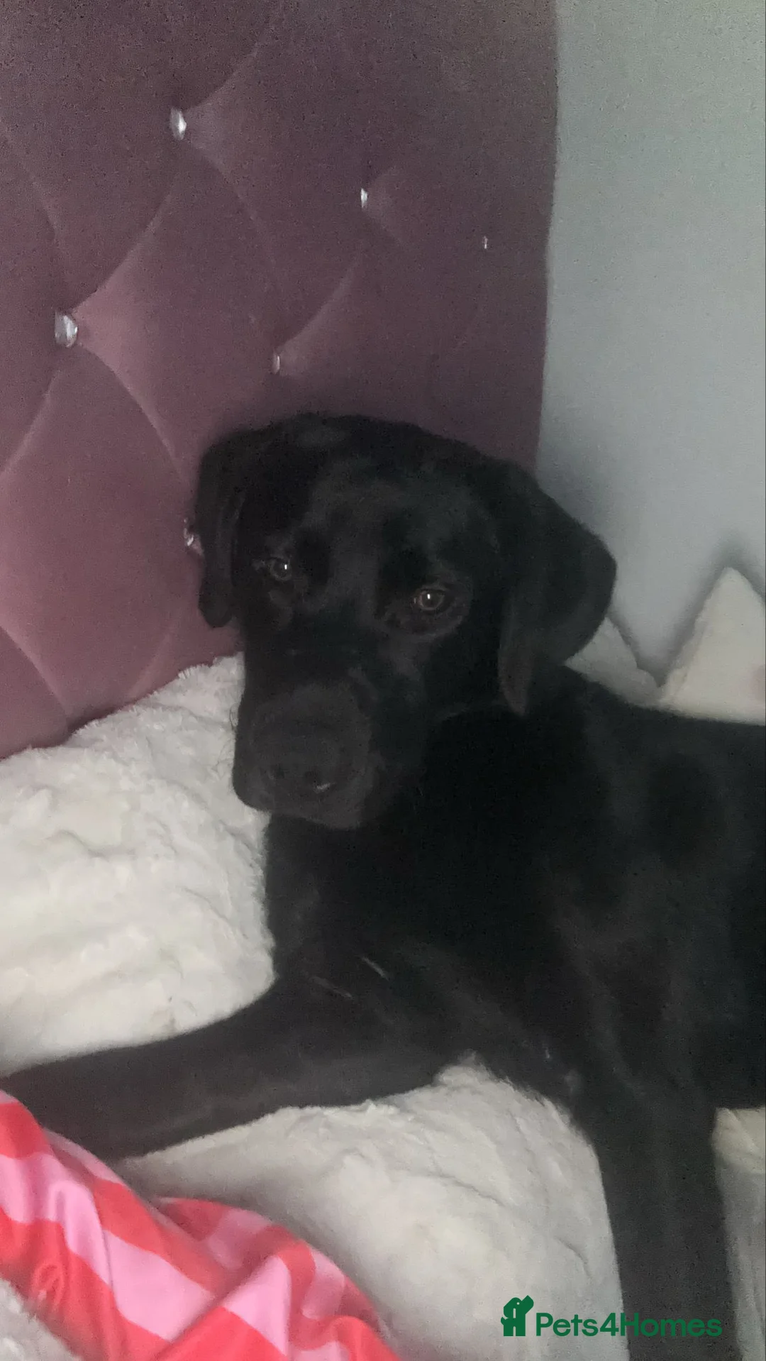 Labrador Retriever dogs for sale: Black labrador - Advert 1