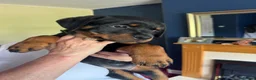 Rottweiler dogs for sale: Rottweiler puppies - Advert 1