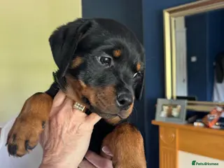 Rottweiler dogs Rottweiler puppies - Advert 1