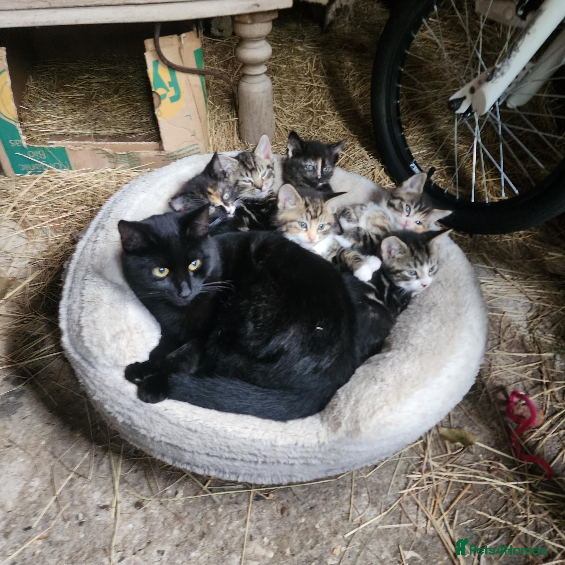 Mixed Breed cats for sale: Stunning Tabby/Tortoise Shell Kittens  - Advert 5