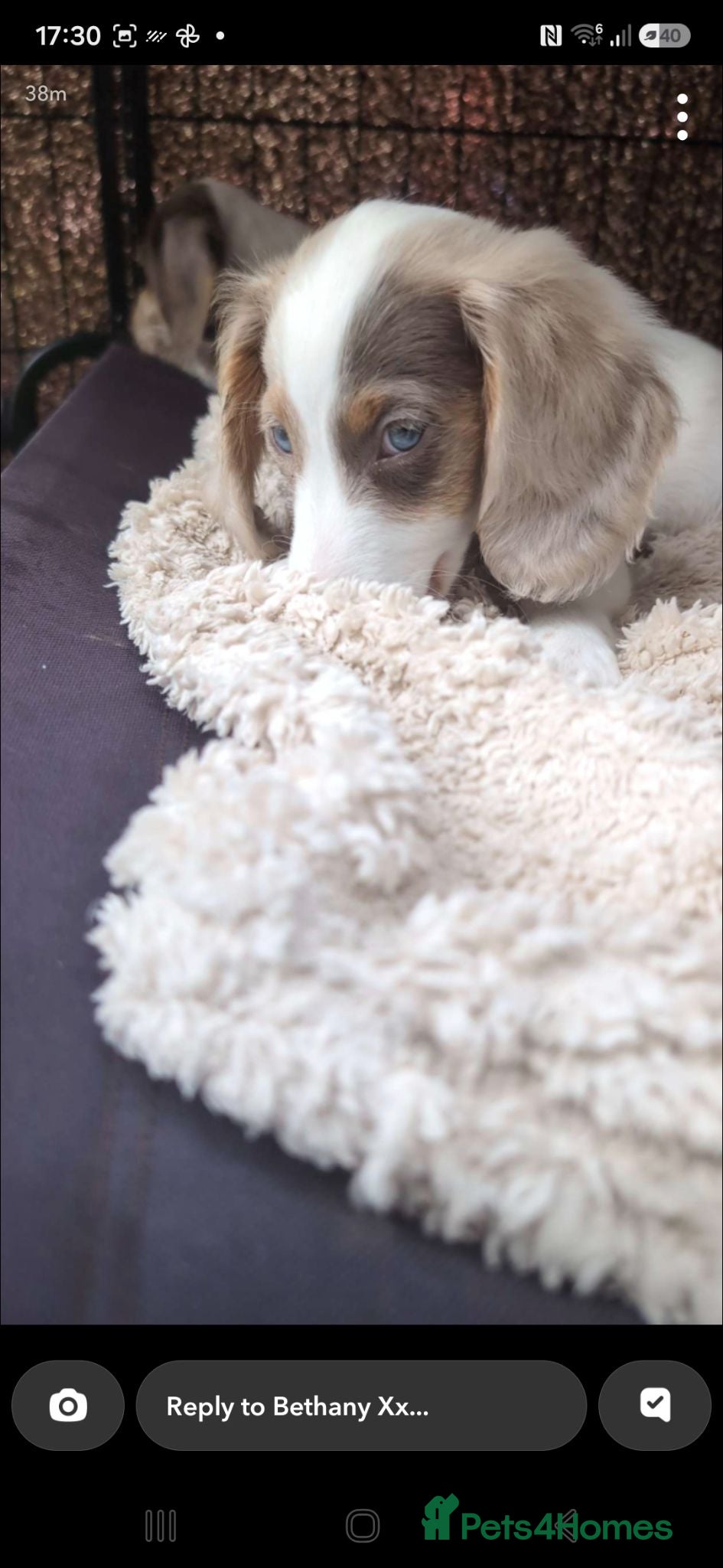 Miniature Dachshund dogs Kc registered Longhaired miniature dachshunds  - Advert 2