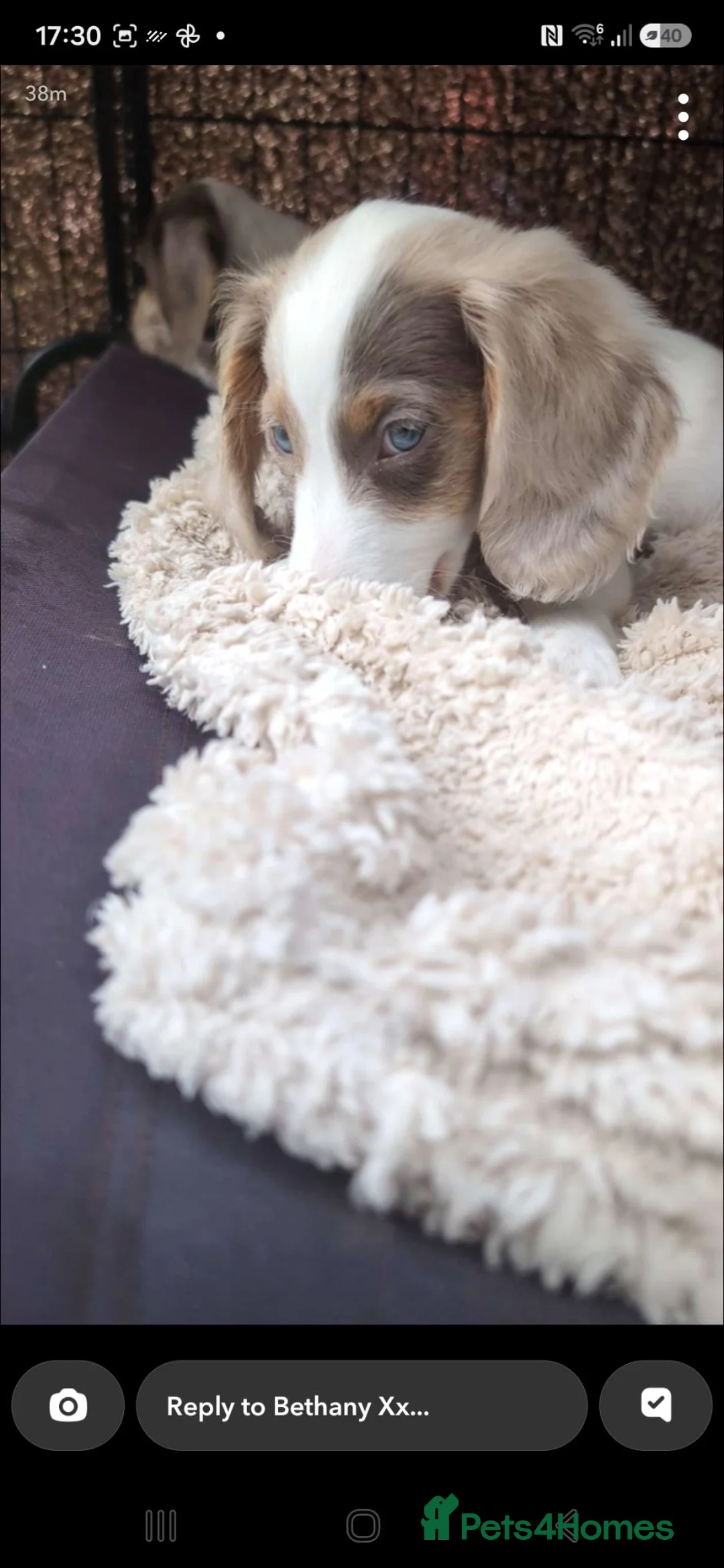 Miniature Dachshund dogs for sale: Kc registered Longhaired miniature dachshunds  - Advert 2