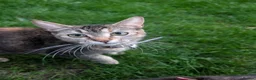 Mixed Breed cats for sale: Georgous Kittens Looking For A New Home - Advert 1