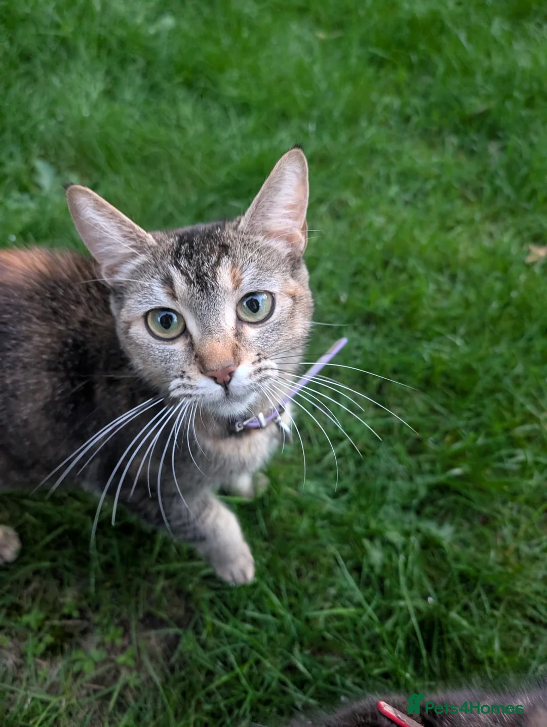 Mixed Breed cats for sale: Georgous Kittens Looking For A New Home - Advert 1