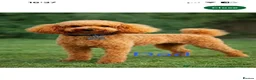 Cockapoo dogs for sale: 🐾REHOMED 🐾 Beautiful Black F1b Cockapoo 🖤 - Advert 6