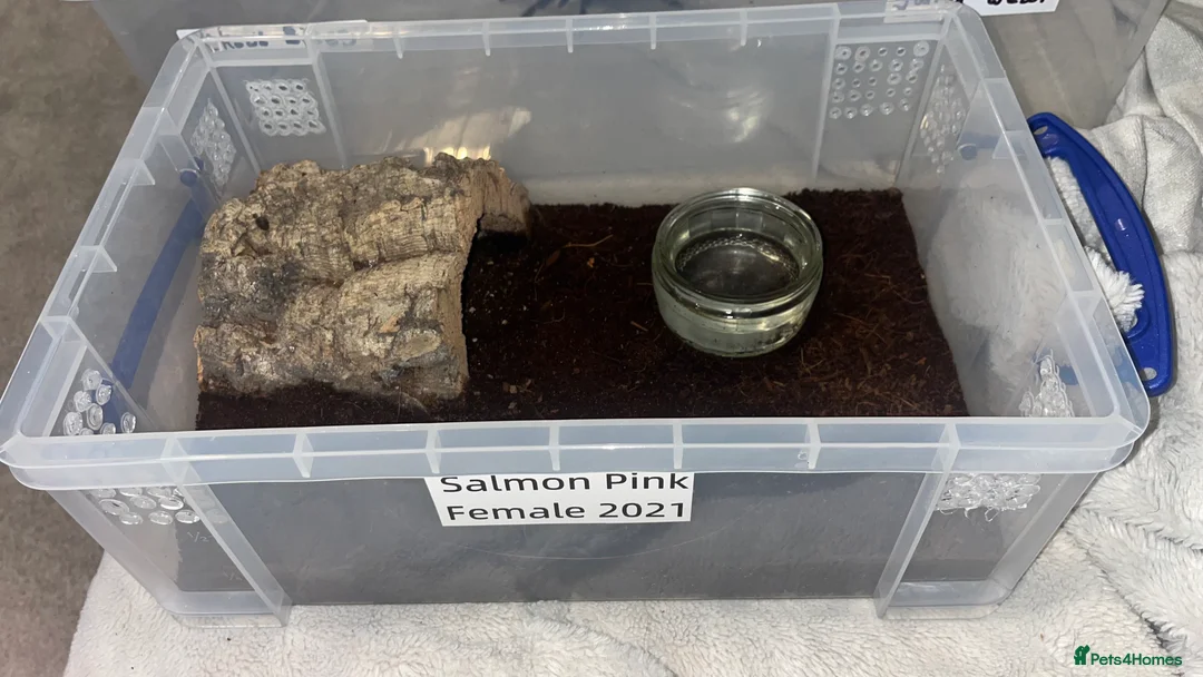 Tarantulas invertebrates for sale: Salmon Pink Tarantula  in Basingstoke - Advert 2