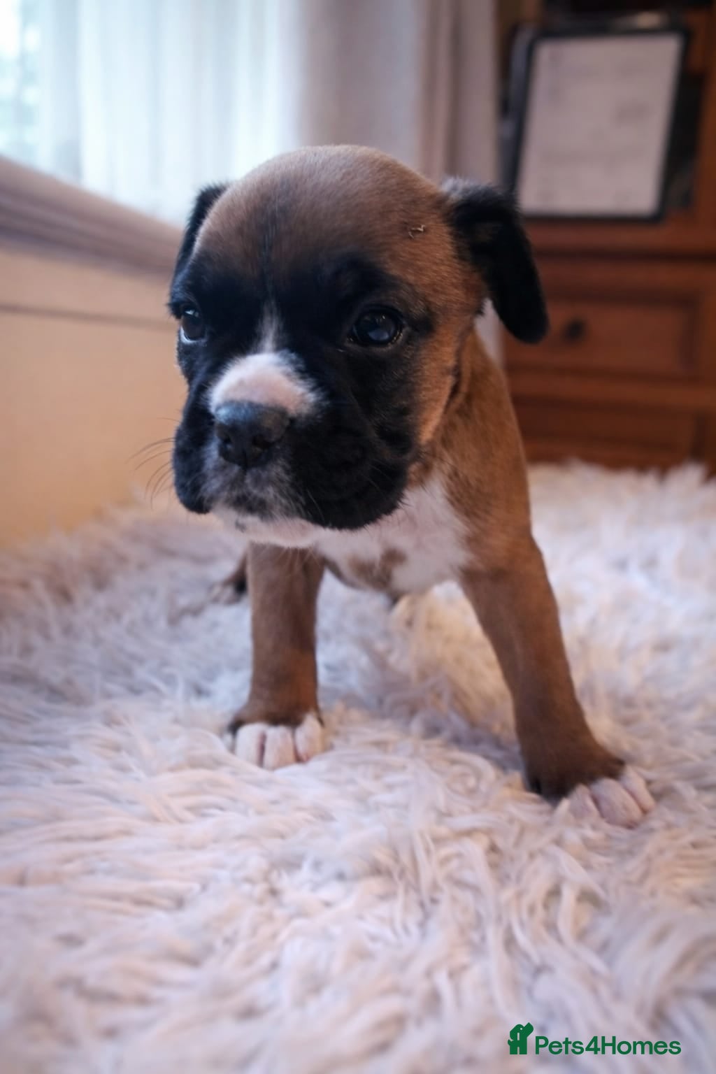 Boxer dogs Kc ref boxers bobtail pups available  - Advert 4