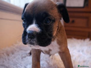 Boxer dogs Kc ref boxers bobtail pups available - Advert 4