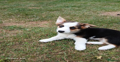 Welsh Corgi Pembroke dogs in Sturminster Newton - Advert 3