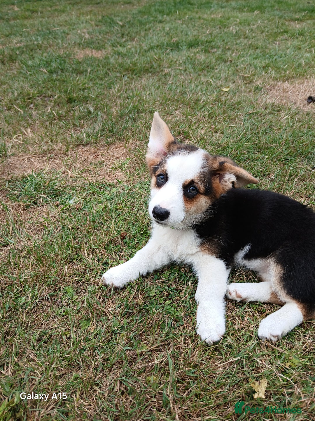 Welsh Corgi Pembroke dogs for sale: Pembroke corgi puppies  in Sturminster Newton - Image 2