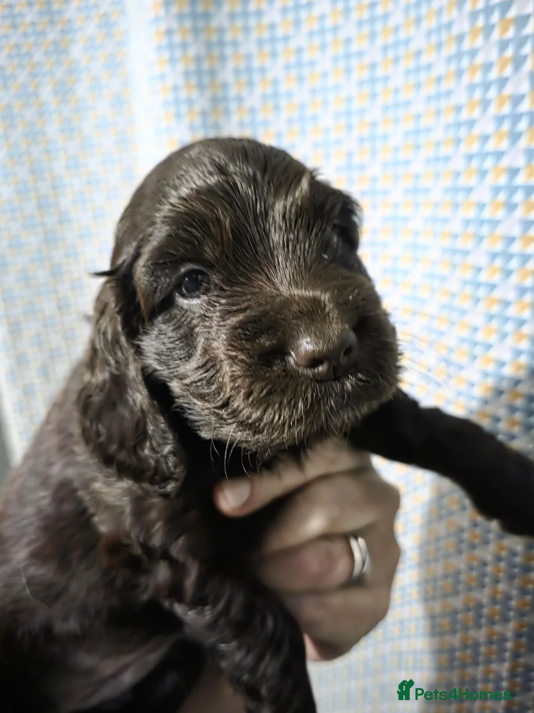 Cocker Spaniel dogs for sale: 4 beautiful cocker spaniel pups  - Advert 2