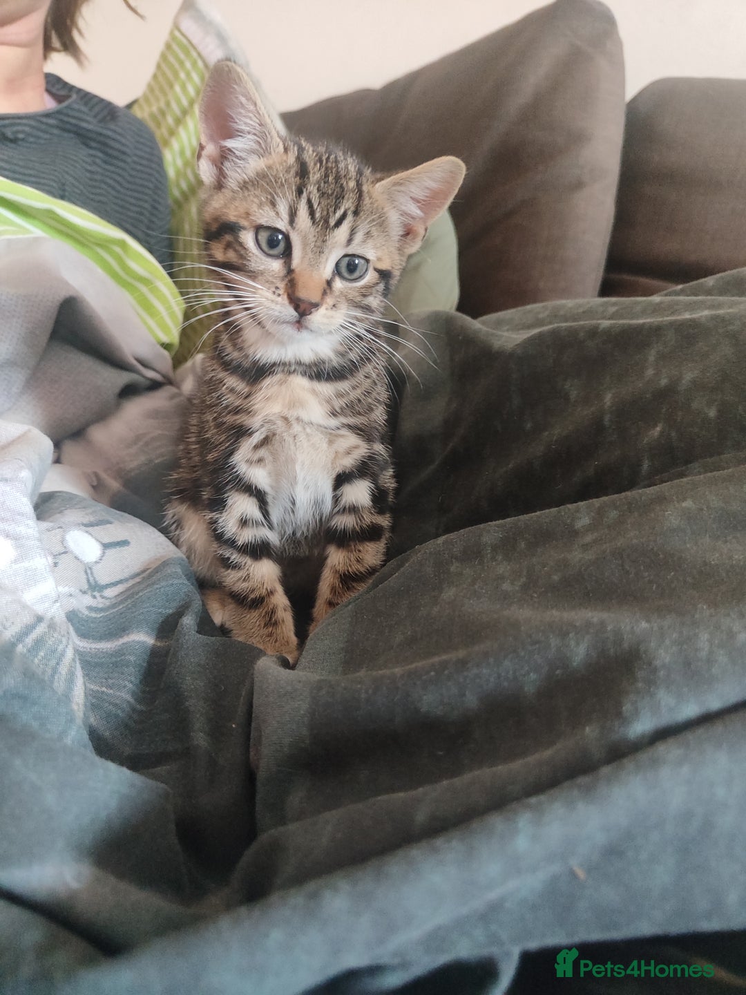 Mixed Breed cats for sale: Cute boy looking for forever ,loving home - Image 5