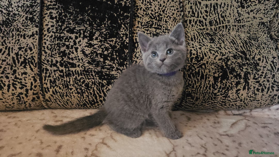 Russian Blue cats for sale: **TICA full pedigree Russian Blue kittens - Image 9