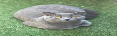 British Shorthair 1