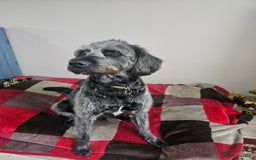 Labradoodle dogs for stud: Bigby - Image 3