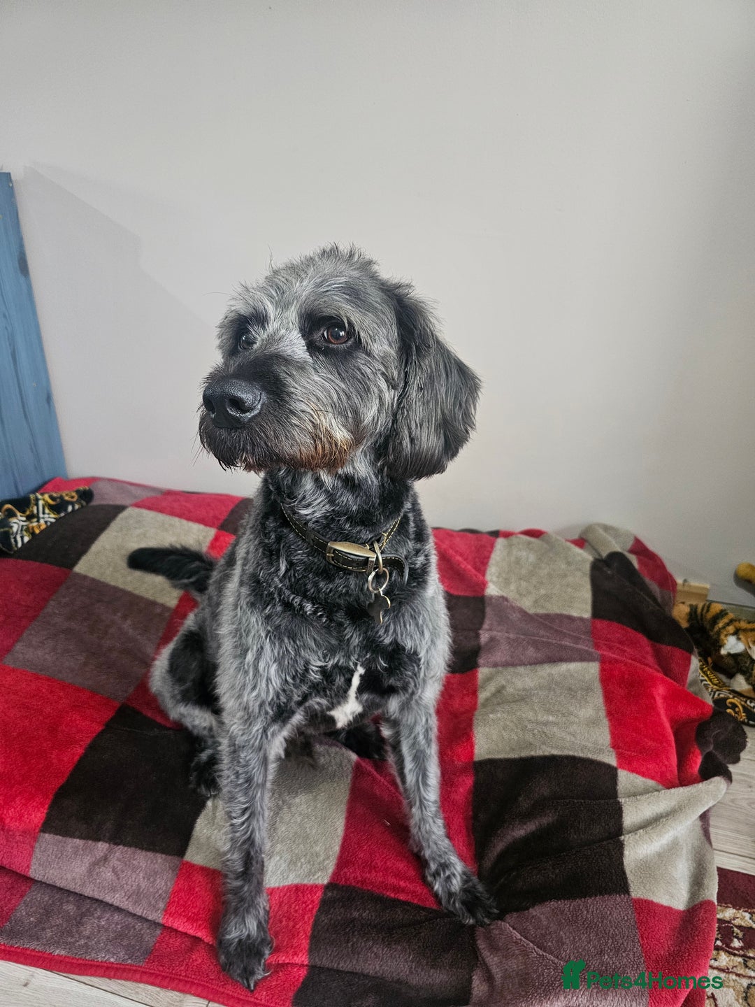 Labradoodle dogs for stud: Bigby - Image 3