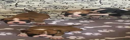 Boxer dogs for sale: Kc reg boxer pups bobtail and full tail  - Advert 15