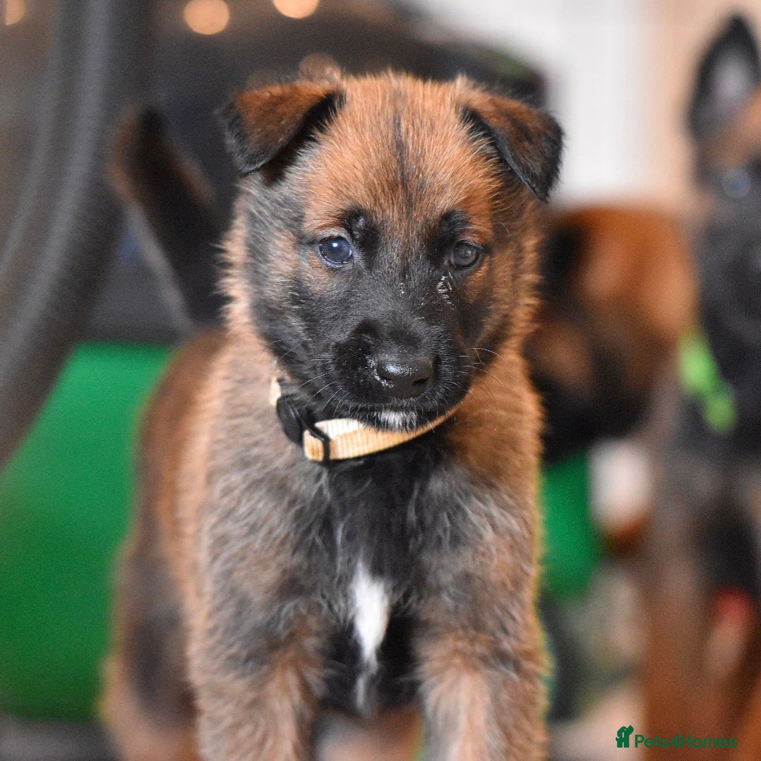 Belgian Shepherd Dog dogs Exclusive bloodlines  - Advert 2