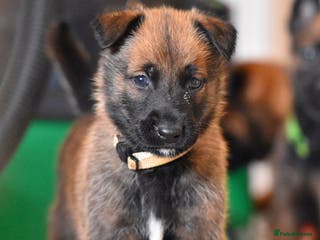 Belgian Shepherd Dog dogs Exclusive bloodlines - Advert 15