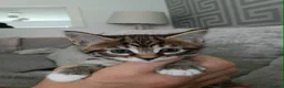 Mixed Breed cats for sale: Maine coon x bengal kittens  - Advert 7
