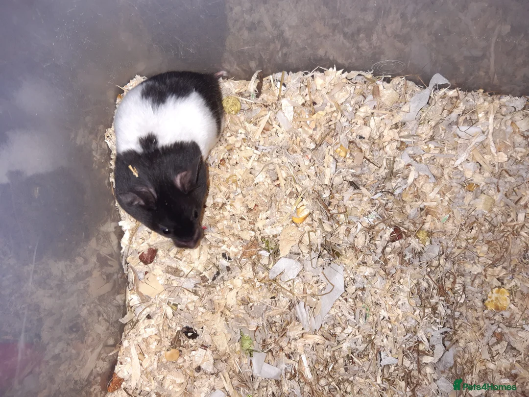 Hamster rodents for sale: Baby Syrian hamsters - Advert 16
