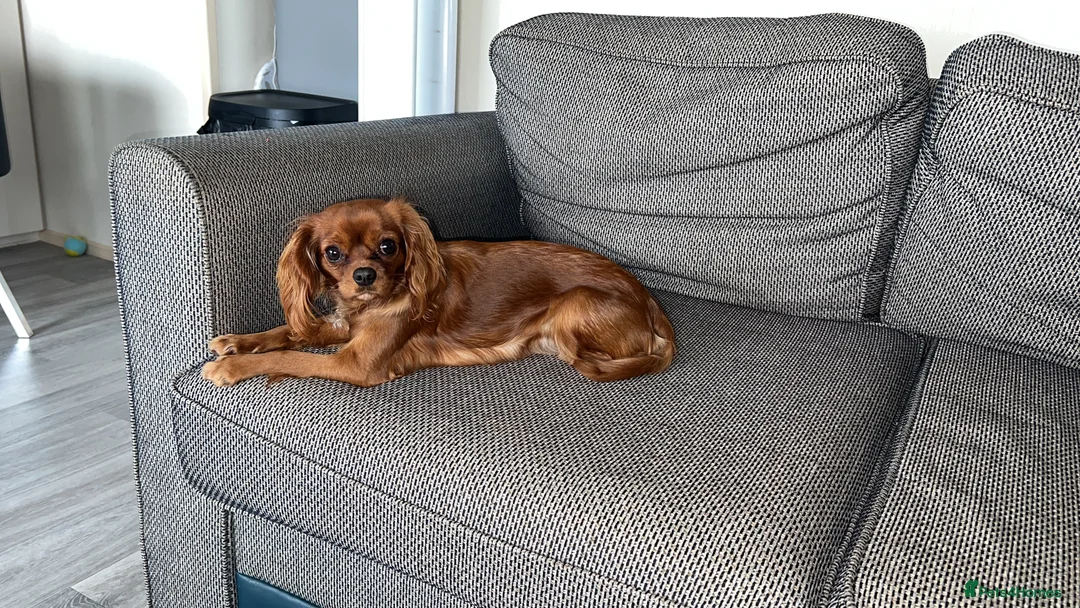 Cavalier King Charles Spaniel dogs for sale: 1-Year-Old Cavalier King Charles Spaniel – Coco in Ashford - Advert 4