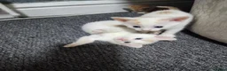 Mixed Breed cats for sale: Playful and Sweet Kittens Looking for a New Home! - Advert 10