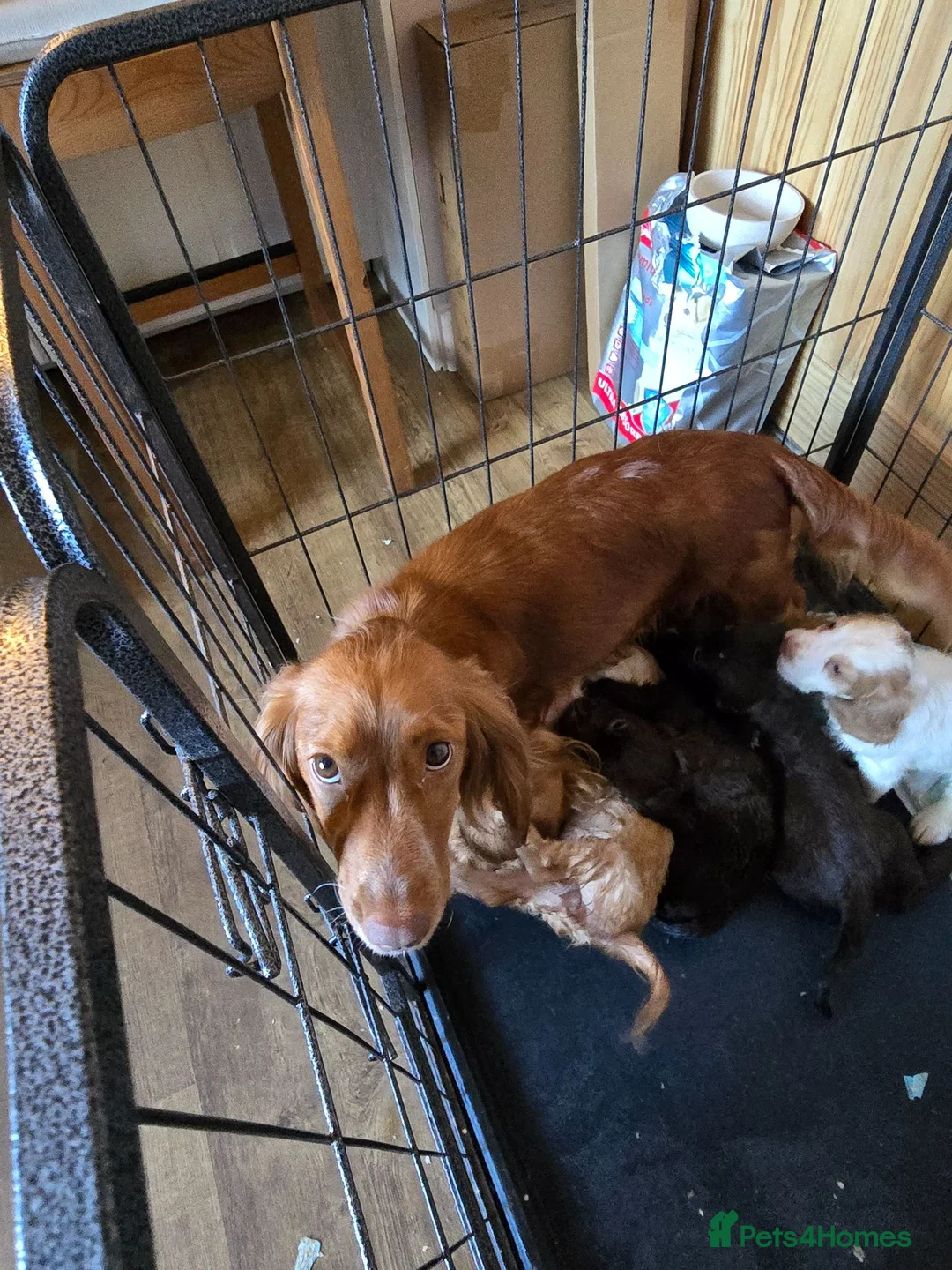 Cocker Spaniel dogs for sale: Cocker spaniel puppies  - Advert 17