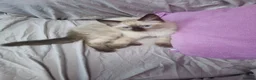 Ragdoll cats for sale: 3 Cute Ragdoll kittens - Advert 26
